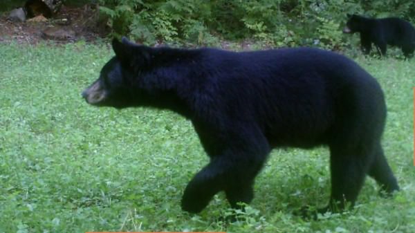 Black Bear in Northern Wisconsin