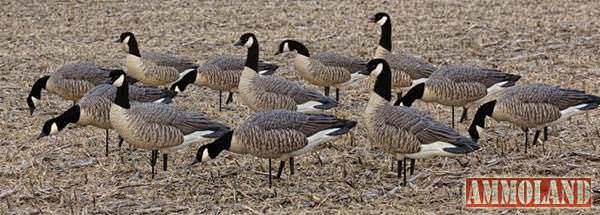 AXF and AXP Lesser Canada Goose Decoys from Avian-X