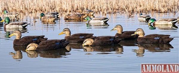 Mixing a few wary black ducks into your spread often provides incoming ducks the added security they need to finish. Photo courtesy of Avian-X