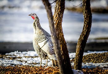 Utah has a thriving population of wild turkeys. And winter is a great time to view them.