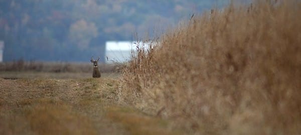 2015 Marks Fifty Years of Deer Hunting in Kansas