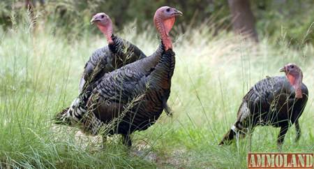 Wild Turkeys