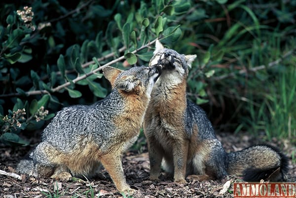 USFWS Proposes Delisting Three Fox Subspecies on Northern Channel Islands Due to Recovery, Highlighting Historic Endangered Species Act Success