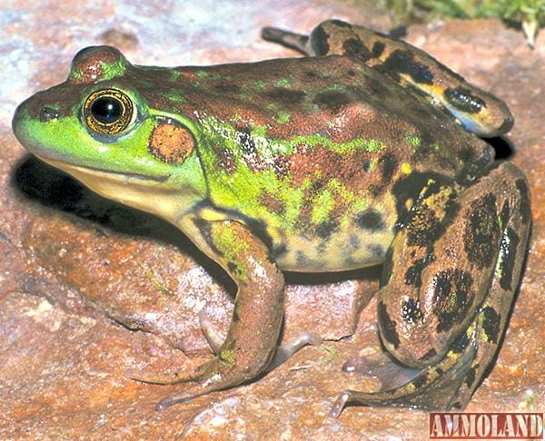  The Department of Natural Resources is seeking volunteers to help monitor Michigan's population of toads and frogs, like this mink frog. Photo courtesy of James Harding.