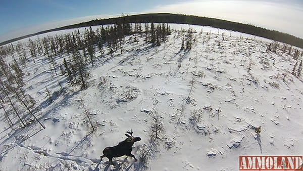 Moose Population Remains Low in Minnesota; 5-Year Population Decline Improves