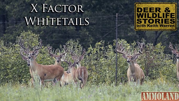 X Factor Whitetails