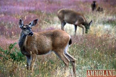 California; Mule Deer