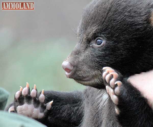 Baby Black Bear Cub