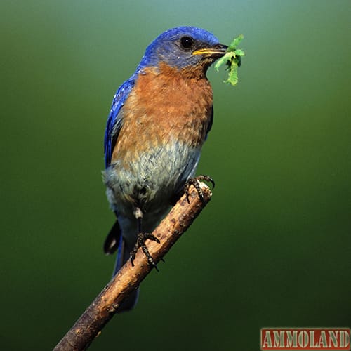 Eastern Bluebird (Photo by Herbert Lange)