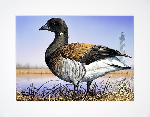 This Atlantic Brant by Garrett Jacobs will be featured on the 2016 Waterfowl Conservation Stamp and Print.