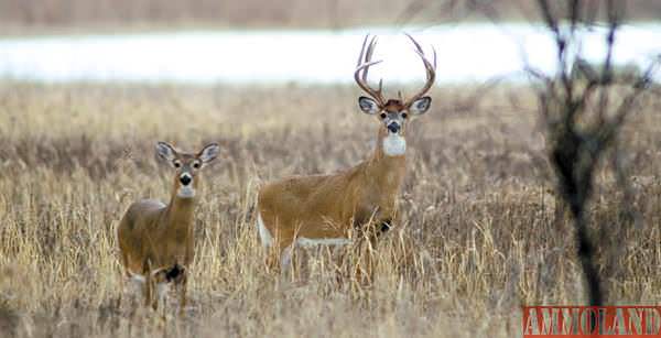 Kansas Deer