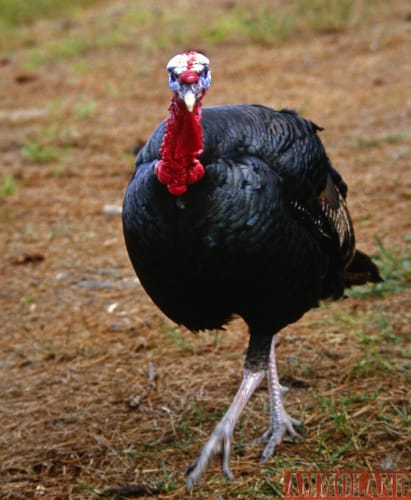 PhD Gobblers