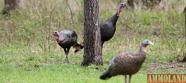 Turkey Hunting