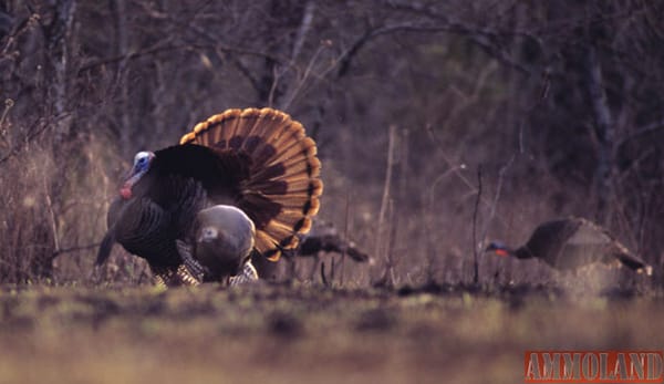 Turkey Hunting