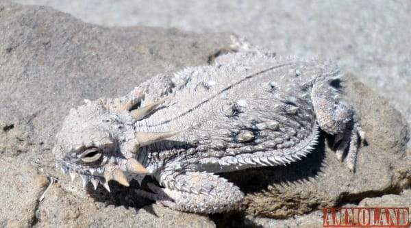 Flat-tailed horned lizard (Phrynosoma mcallii)