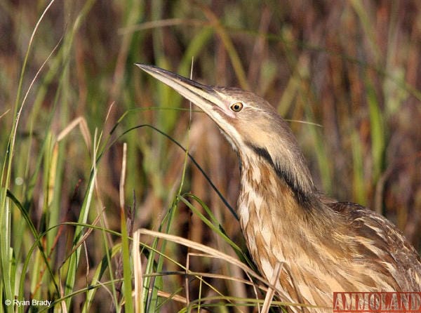 American Bittern (Botaurus lentiginosus)