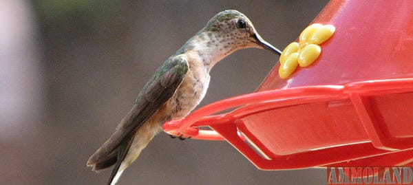 Hummingbirds