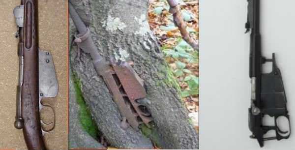 Rifle in Tree Comparisons Mannlicher 1886 or 1888, Mosin Nagant