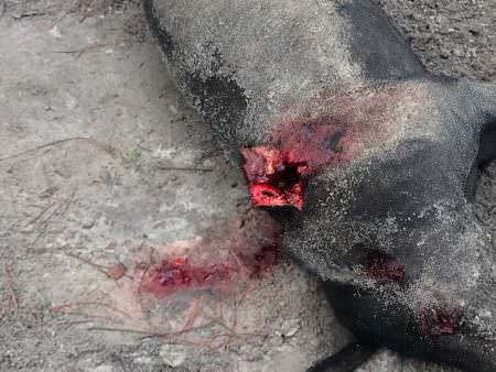 Photo of exit wound of 150 lbs. hog shot with Animal Instinct .308 Win shot at 75 yards