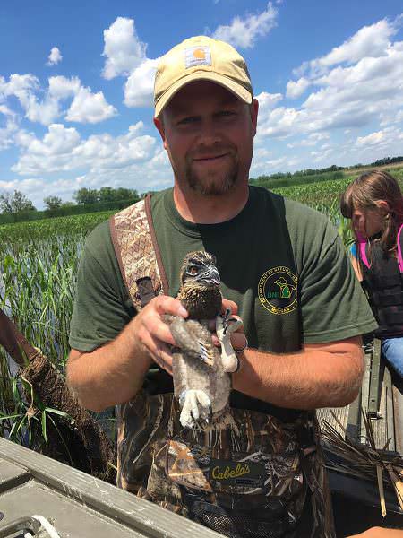 DNR wildlife biologist Zach Cooley holds a young osprey chick that recently was banded at Erie State Game Area. 