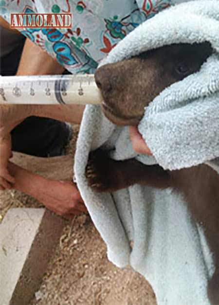 One male and one female cub, each weighing approximately 10 pounds, were found.