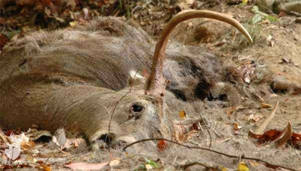 This buck was found dead near a creek at QDMA Headquarters in fall 2012. Deer suffering with EHD often end up in or near water because of the fever and thirst associated with the virus.