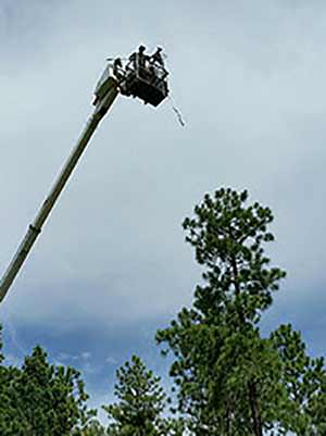 Using dogs, the cubs were treed late Saturday afternoon, climbing nearly 90 feet above the forest floor. 