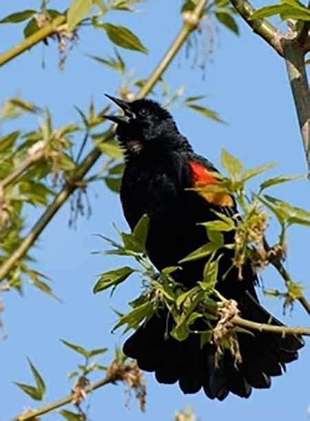 Red-winged blackbirds are one of the many feathered friends that may be found at Michigan's state parks and recreation areas this summer