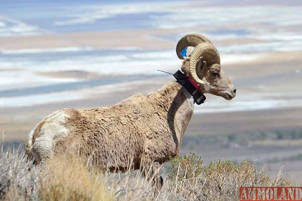 Bighorn sheep