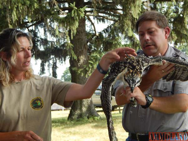 Brian Washburn of the U.S. Department of Agriculture holds an osprey chick as Julie Oakes of the Department of Natural Resources makes the final adjustments to its GPS backpack.