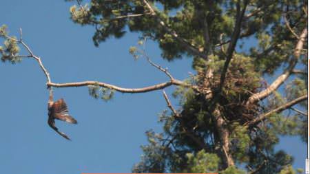 Jason Galvin eagle in Tree shot