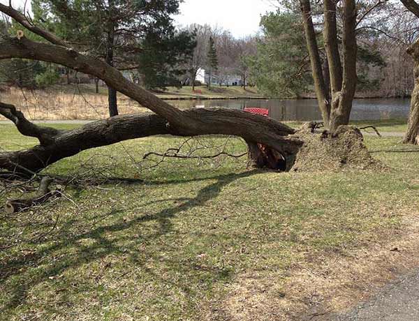 Approach damaged trees with caution. Stay clear of downed wires and call 911.