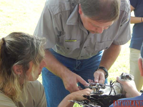 Brian Washburn of the U.S. Department of Agriculture and Julie Oakes of the Department of Natural Resources outfit an osprey chick with its GPS backpack. 