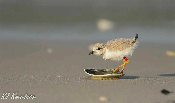 Piping Plover Chick IMG by Kevin Knutsen