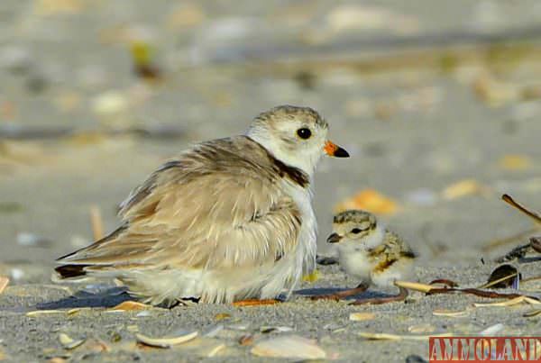 Piping Plovers