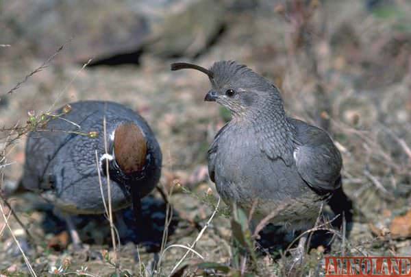 Quail