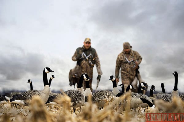 With liberal limits and plentiful birds, early season hunts can be memorable. Once hunting pressure takes hold, top waterfowlers stay ahead of the game by employing numerous decoy tricks.