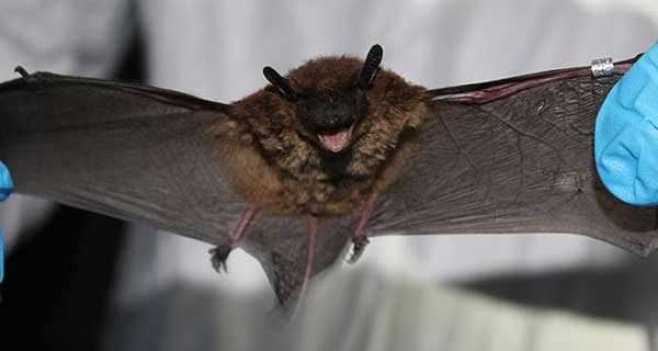 Evening bat caught at Minnesota Army National Guard's Training Site in Arden Hills.