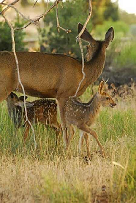 AZGFD reminds public to leave baby wildlife alone. Reminder comes as public turns in several 'abandoned' deer fawns