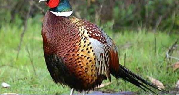Pheasants Forever Chapter Finds New Home in Hawaii