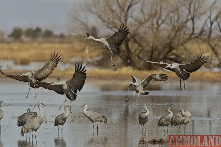Sandhill Cranes