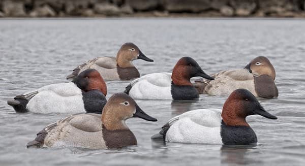 New Avian-X Topflight Canvasbacks Add Visibility To Your Decoy Spread And Confidence For Inbound Waterfowl 