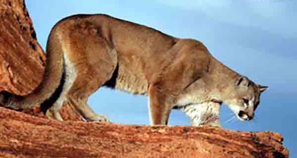 Applications to hunt cougars in Utah will be accepted until Oct. 6.
