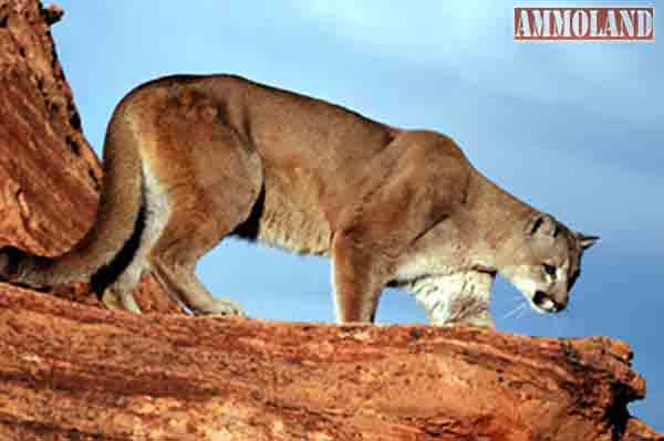 Applications to hunt cougars in Utah will be accepted until Oct. 6. 
