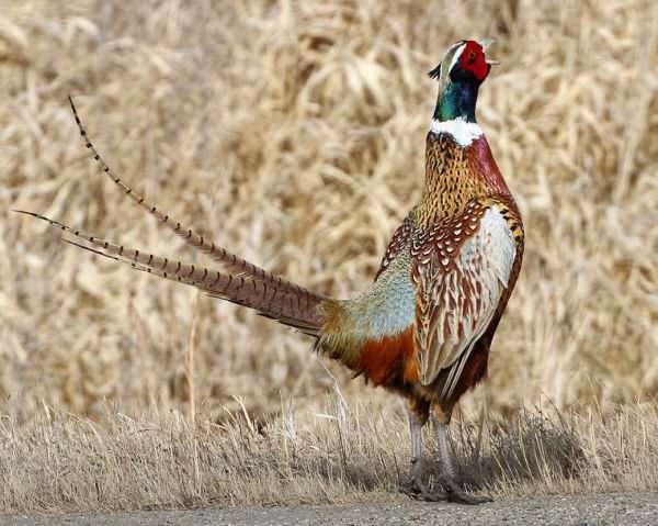 Pheasants Forever