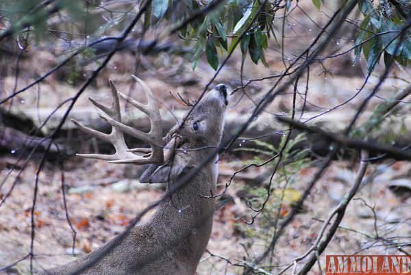 Whitetail Deer