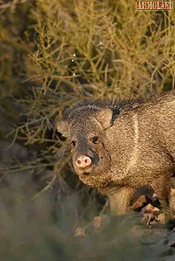 Javelina Hunting