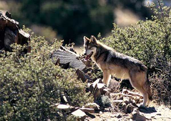 Mexican Wolf