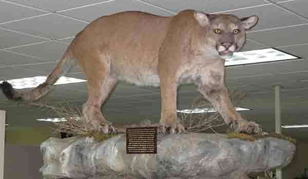 The cougar shown was poached in Schoolcraft County in 2013. This is one of two male cougars the Michigan Department of Natural Resources sampled tissue from for genetic analysis.