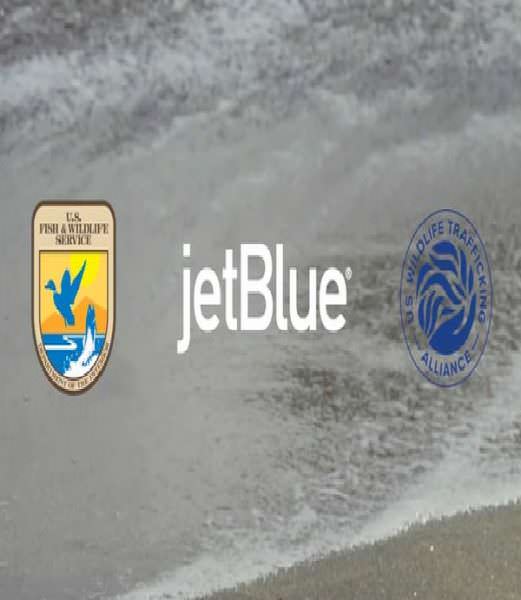 JetBlue US WIldlife team up